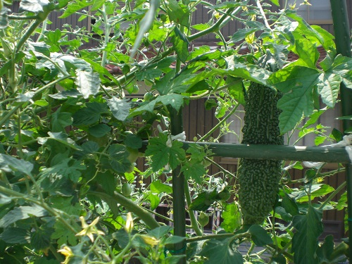 Photo_4